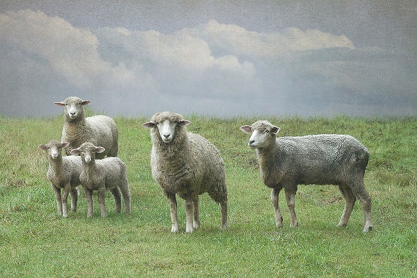 sheep