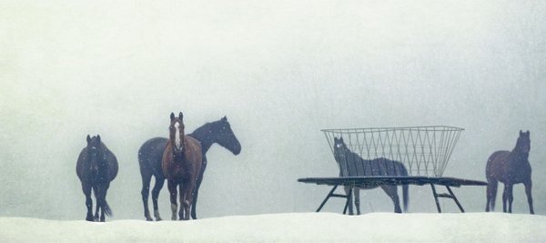 horses
