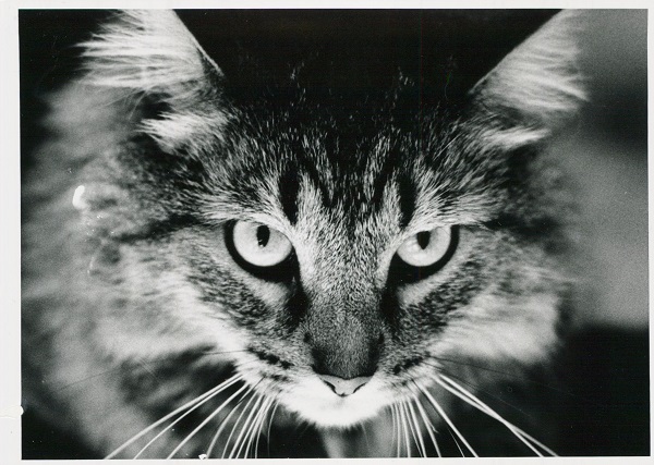 cat