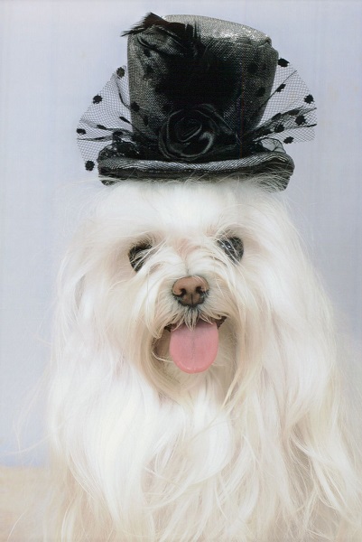 dog with a hat