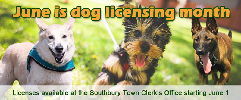 june is dog licensing month