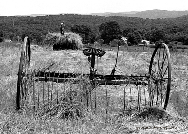 hayrake-Georgia Sheron photo