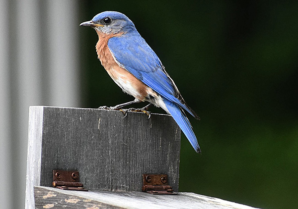 blue bird