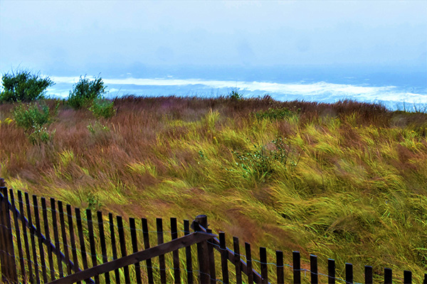 seashore in cape cod