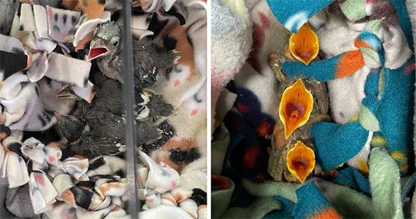 blue jay chicks