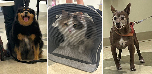 cat and dogs