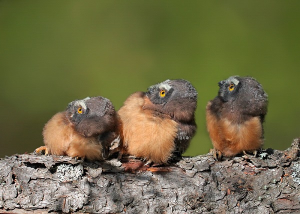 northern sawwhet owl juveniles