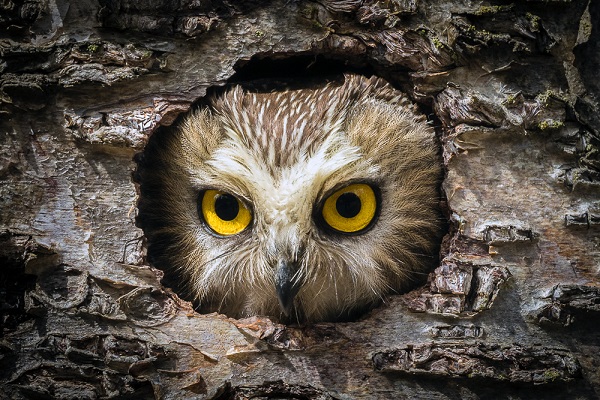 owl in the tree hole