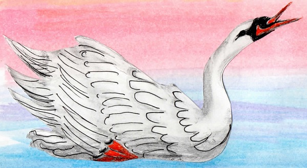 swan drawing