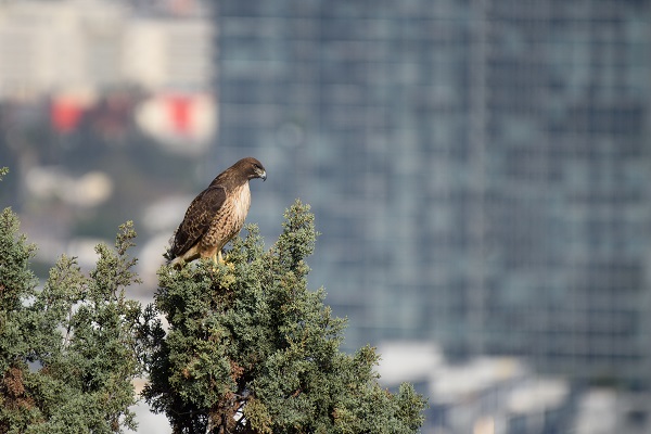 hawk on top of a tree