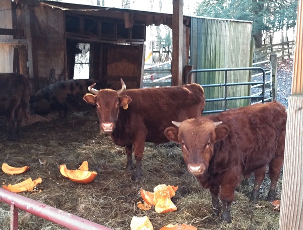 cows with pumpkins