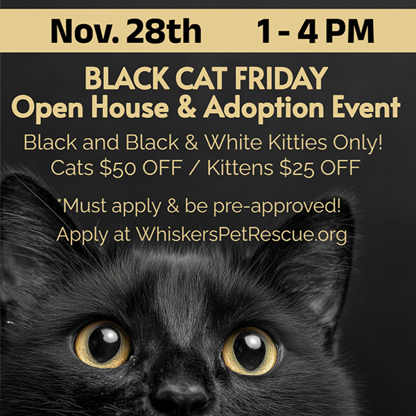 black cat friday open house flyer