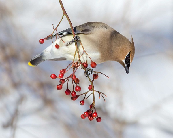 cedar waxwing