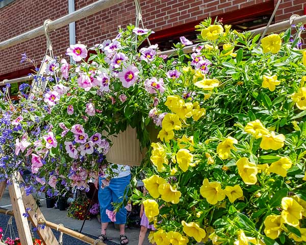 hanging flower baskets