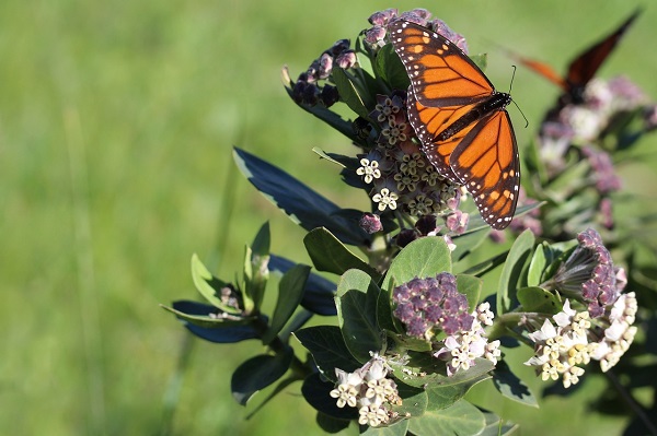 monarch butterfly on milkweed