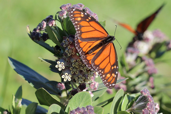 monarch butterfly on milkweed